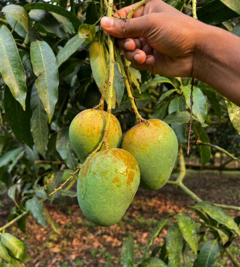 Himsagar mango